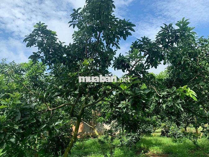 Kẹt tiền trả lãi chủ bán lô đất 2500m2 giá chỉ 550 triệu tại Tân Lạc