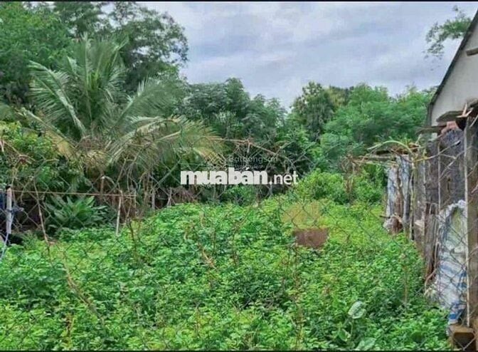 Hàng ngộp 11m x 48m thổ 196m2 đường thông 6m SHR 890tr nhà dân đông đú