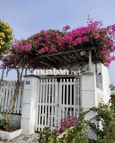 Tặng dàn hoa giấy. Bán nhà hóc môn 4x15 giá 310 triệu sổ hồng riêng.