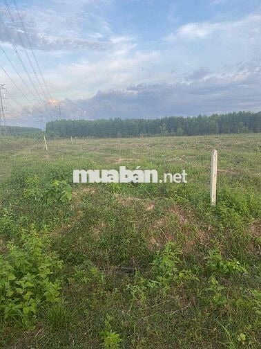 Cần bán gấp lô đất đường rộng tại xuân thành xuân lộc đồng nai
