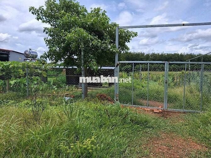 Chính Chủ bán đất Vườn Diện tích 1230m2, Giá bán 730 triệu, đường ô tô