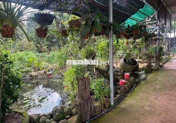 KẸT TIỀN BÁN LÔ ĐẤT GẦN CHỢ CHƠN THÀNH