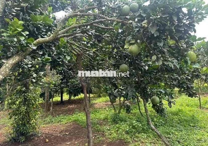 KẸT TIỀN BÁN LÔ ĐẤT GẦN CHỢ CHƠN THÀNH