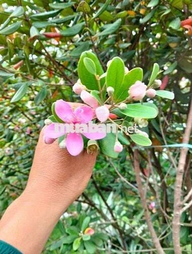 Chính chủ cho thuê mặt bằng kinh doanh và ở