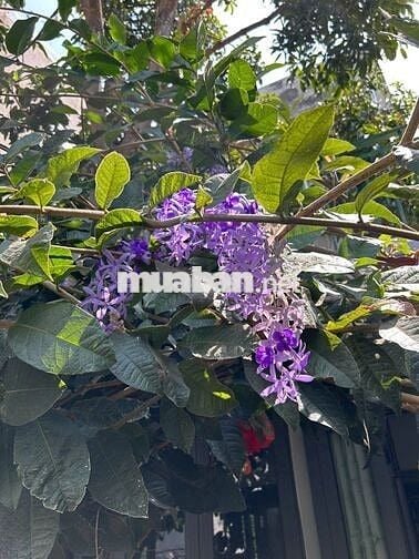 Cho Thuê Nhà Nguyên căn Ổn định lâu dài