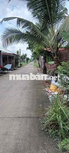 Bán 3100m2 đất Hưng Long - Bình Chánh - 5,3 Tye