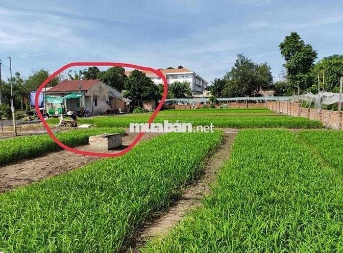 đất 1300m2 thổ cư 300m 1/ trịnh thị miếng hxh giá 14,9tỷ tl