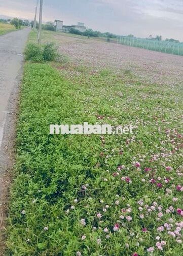 Chính chủ cần bán đất sát bãi biển Tân Điền ,Gò Công Đông ,DT 127,9m2