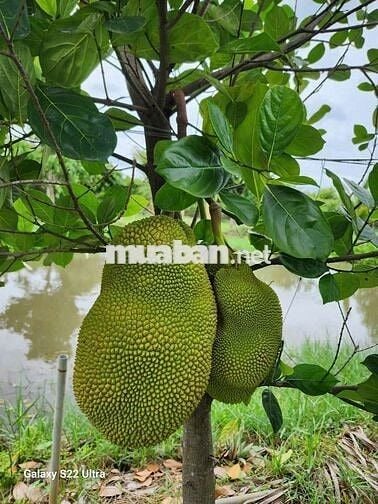 🌟🌟Cần bán vườn cây ăn trái An Điền.