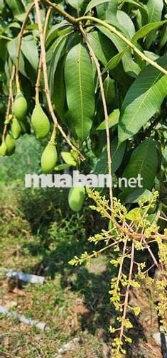 🌟🌟Cần bán vườn cây ăn trái An Điền.