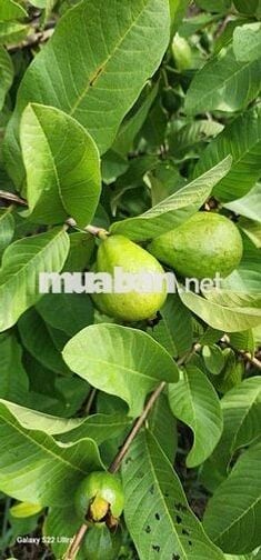 🌟🌟Cần bán vườn cây ăn trái An Điền.