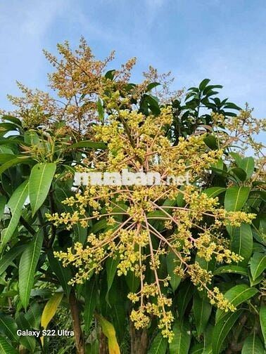 🌟🌟Cần bán vườn cây ăn trái An Điền.