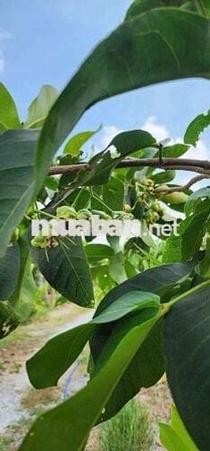 🌟🌟Cần bán vườn cây ăn trái An Điền.