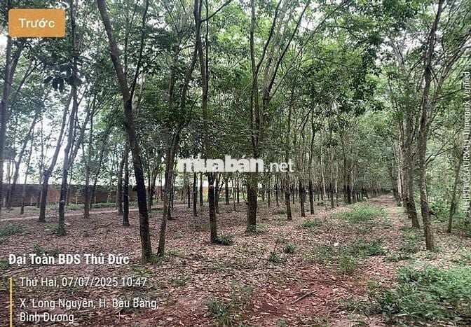 🌟 CHÍNH CHỦ BÁN 3 LÔ ĐẤT CLN – XÃ LONG NGUYÊN, BÀU BÀNG 🌟