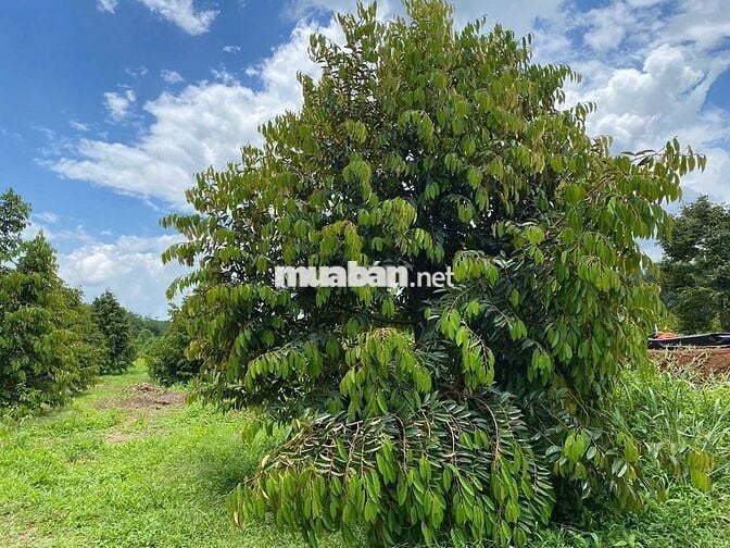 🌳 BÁN GẤP ĐẤT VƯỜN TRÁI CÂY – MẶT TIỀN ĐƯỜNG NHỰA CHỈ 250TR 🌳