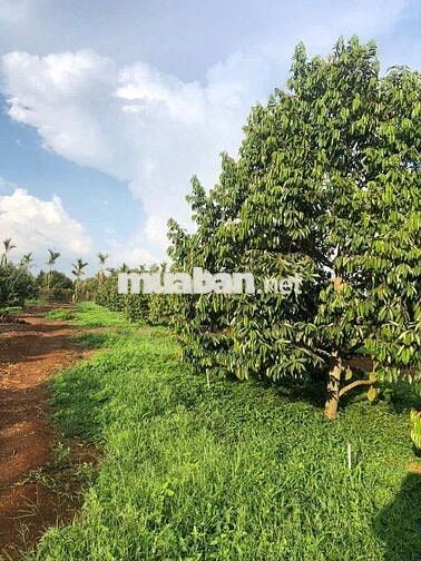 🌳 BÁN GẤP ĐẤT VƯỜN TRÁI CÂY – MẶT TIỀN ĐƯỜNG NHỰA CHỈ 250TR 🌳