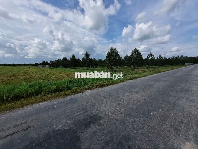 1,3 mẫu ngay khu đô thị, đường nhựa. KCN 3200ha. 9 tỷ