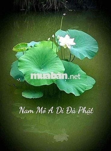 cho thuê nhà mặt tiền Huỳnh Tấn Phát 5x17.5 có gác