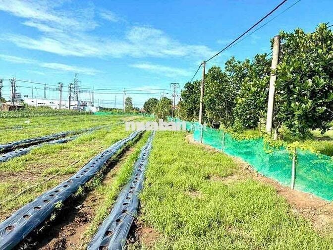 ĐẤT MẶT TIỀN ĐẾN 43M. ĐƯỜNG TỈNH 902, GẦN CẦU CÁI TRANH -  VĨNH LONG