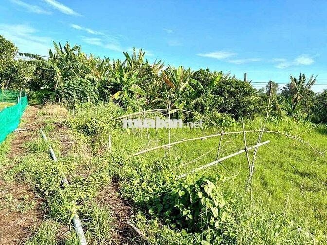 ĐẤT MẶT TIỀN ĐẾN 43M. ĐƯỜNG TỈNH 902, GẦN CẦU CÁI TRANH -  VĨNH LONG