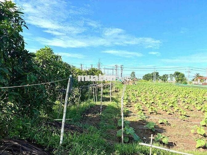 ĐẤT MẶT TIỀN ĐẾN 43M. ĐƯỜNG TỈNH 902, GẦN CẦU CÁI TRANH -  VĨNH LONG