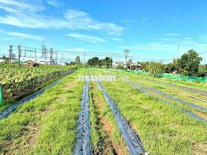ĐẤT MẶT TIỀN ĐẾN 43M. ĐƯỜNG TỈNH 902, GẦN CẦU CÁI TRANH -  VĨNH LONG