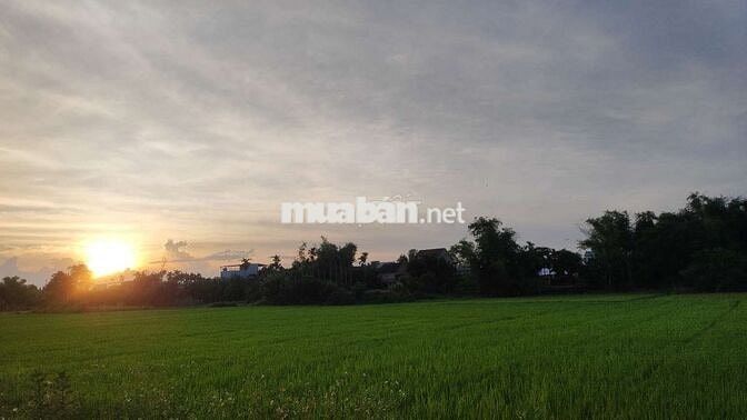 Đất cẩm kim view lúa chính chủ