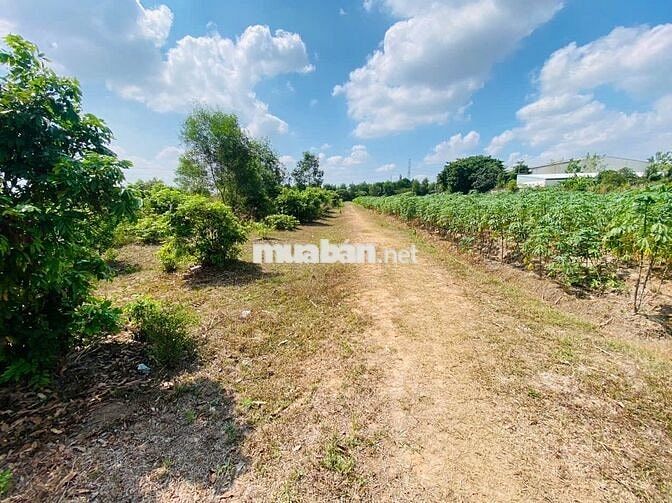5 x 20 = 100m² (full thổ cư) 560 TRIỆU