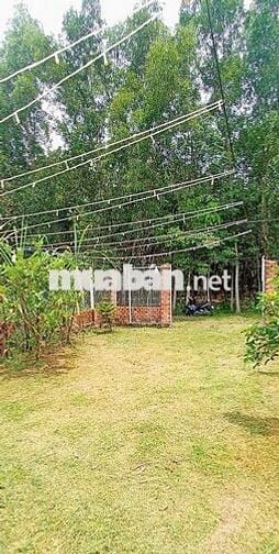 Đất 300m- Vĩnh Tân- Tân uyên- Bình Dương