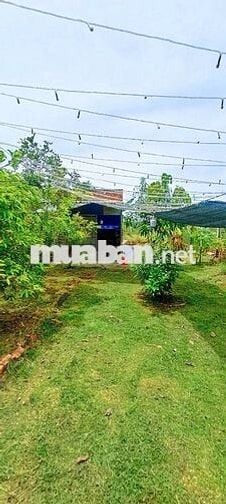 Đất 300m- Vĩnh Tân- Tân uyên- Bình Dương