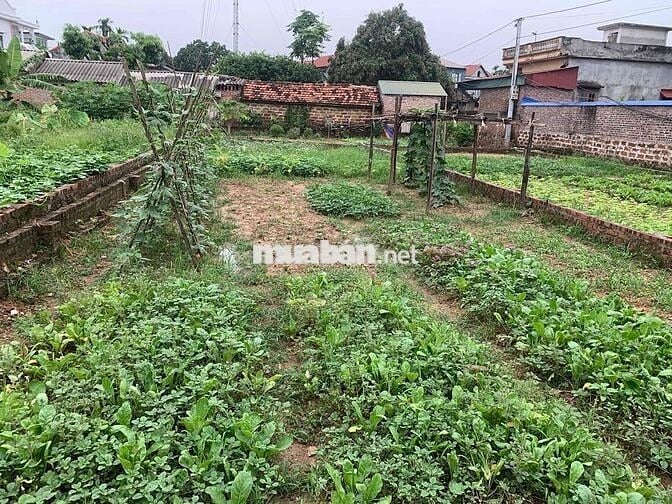 Bán Đất-Xã Minh Phú-(Sóc Sơn )-87M2 -1,75tỷ -Full Thổ Cư- OTO 7 Chỗ Và