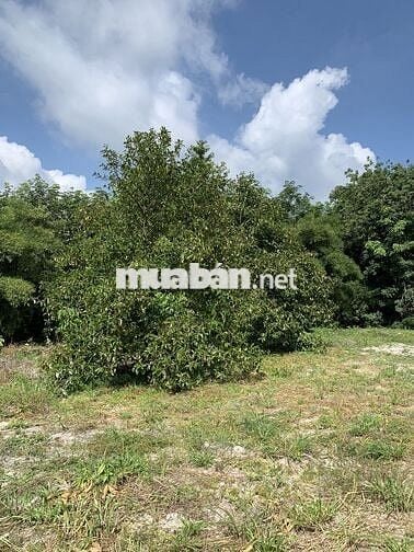 Đất sào hơn 2000m2 có sẵn nhà cấp 4 và view suối phía sau