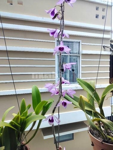 BÁN NHÀ KHU NGUYỄN CỬU ĐÀM . HẺM ĐỐI DIỆN TRƯỜNG CẤP 3 TÂN BÌNH 4 Lầu 