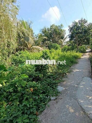 đât ơ nông thôn diên tich 385,3 met thô cư 150 met sô hông chinh chu