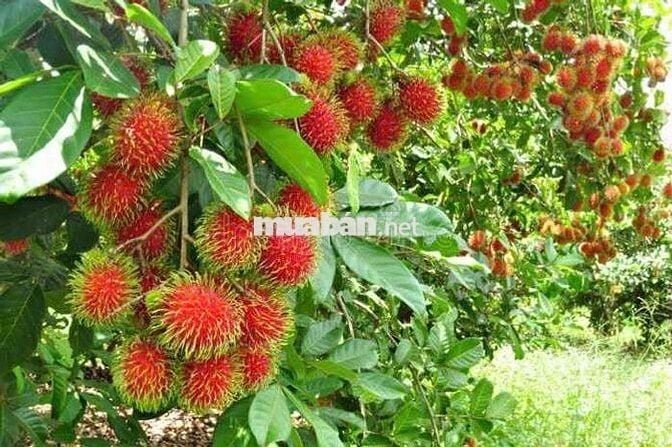 Chủ ngộp thở oxi cần bán lô đất vườn trái cây 2,7ha giá 139tr/xào
