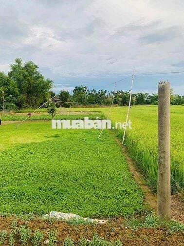 292m2 Đất NN tại xã ĐiệnMinh chỉ 270m đường ô tô cách Quốc lộ1A 2 phút