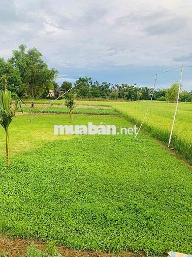 292m2 Đất NN tại xã ĐiệnMinh chỉ 270m đường ô tô cách Quốc lộ1A 2 phút