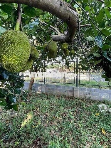 Cô Lan cần tiền bán lỗ lô đất vườn 1068m2 giá 280triệu