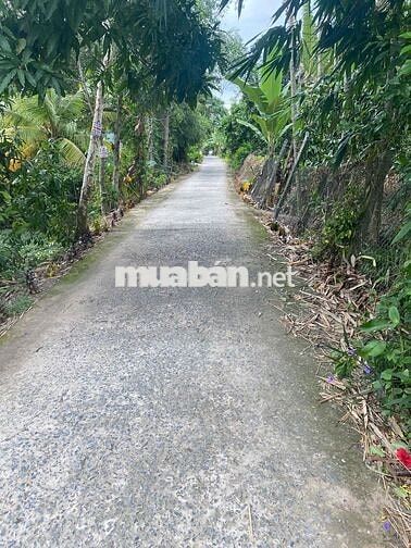 BÁN NHANH MẢNH VƯỜN XOÀI ĐANG CHO THUÊ