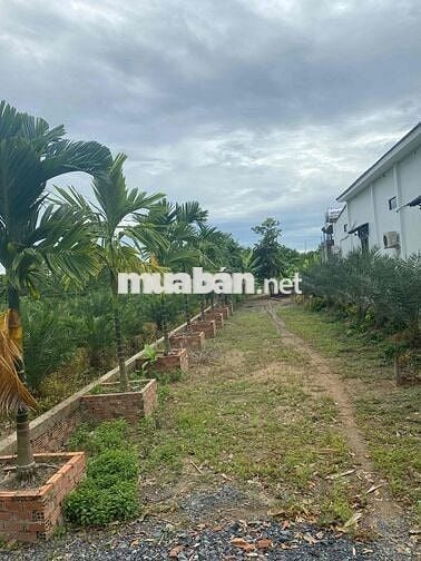 BÁN NHANH MẢNH VƯỜN XOÀI ĐANG CHO THUÊ