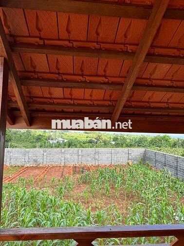Cho thuê nhà vườn 1000m2 cách ngã 6 chỉ 5km