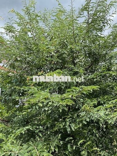 Nhà vườn nghĩ dưỡng 98m2, 2PN mát mẻ, yên tĩnh, mặt tiền DT879D, TG
