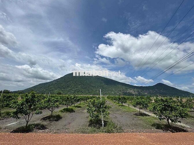CHÍNH CHỦ - ĐẤT TRỒNG MÃNG CẦU ĐỐI DIỆN NÚI BÀ ĐEN TÂY NINH DT LỚN