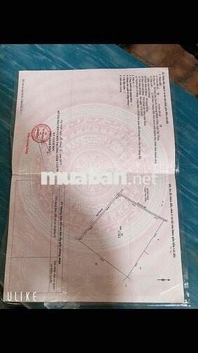 CHÍNH CHỦ - ĐẤT TRỒNG MÃNG CẦU ĐỐI DIỆN NÚI BÀ ĐEN TÂY NINH DT LỚN