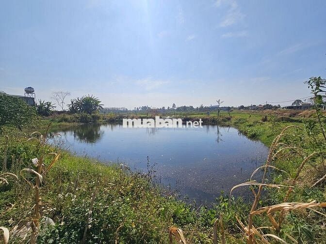 💥 ĐẤT 2MT HẺM ĐƯỜNG ĐOÀN KẾT XÃ HÒA PHÚ 394m2 THỔ CƯ VIEW RUỘNG 1.2 TỶ