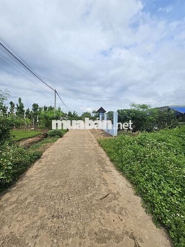 💥 ĐẤT 2MT HẺM ĐƯỜNG ĐOÀN KẾT XÃ HÒA PHÚ 394m2 THỔ CƯ VIEW RUỘNG 1.2 TỶ