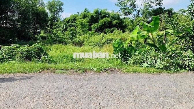 ĐẤT THỔ CƯ 20x35Mét M.TIỀN ĐƯỜNG NHỰA X.PHƯỚC THẠNH H.GÒ DẦU