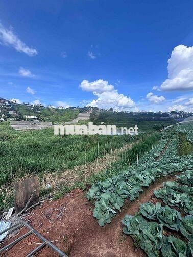 Bán đất mặt tiền tặng nhà Câp 4  hẻm  An Sơn p4- Đà Lạt