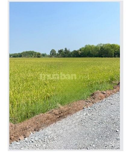 Cho thuê đất nông nghiệp 1ha tại Củ Chi