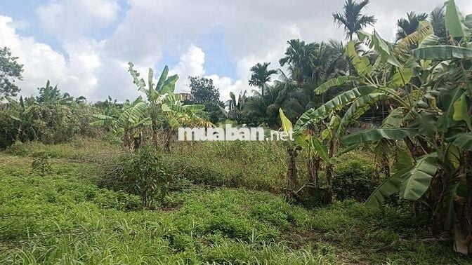 Bán - Đất Nông Nghiệp 1000m2 - 2000m2 Tách Thửa